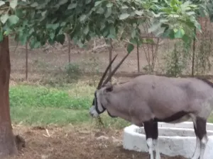 Giardino Zoologico di Giza
