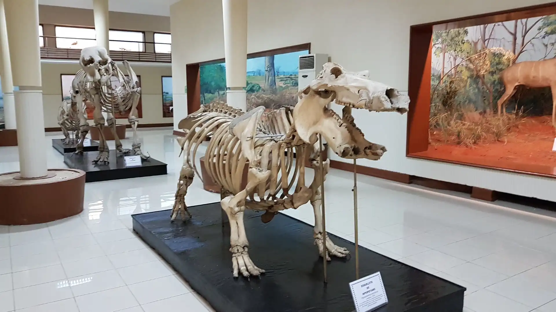 Hotels near Museum of Natural History