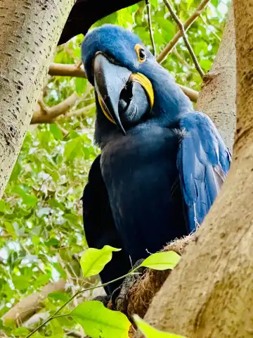 Hotels near National Aviary