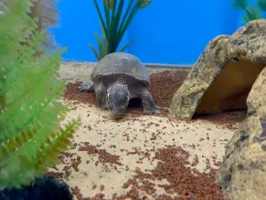 The Seal Sanctuary Wildlife Centre