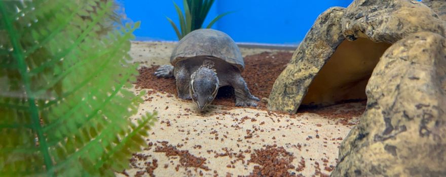 The Seal Sanctuary Wildlife Centre