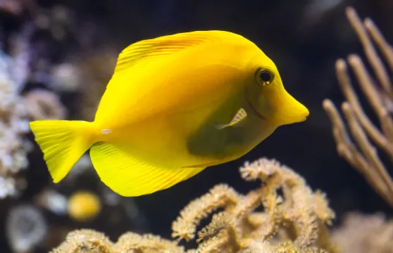 漢諾威海洋世界門票小童