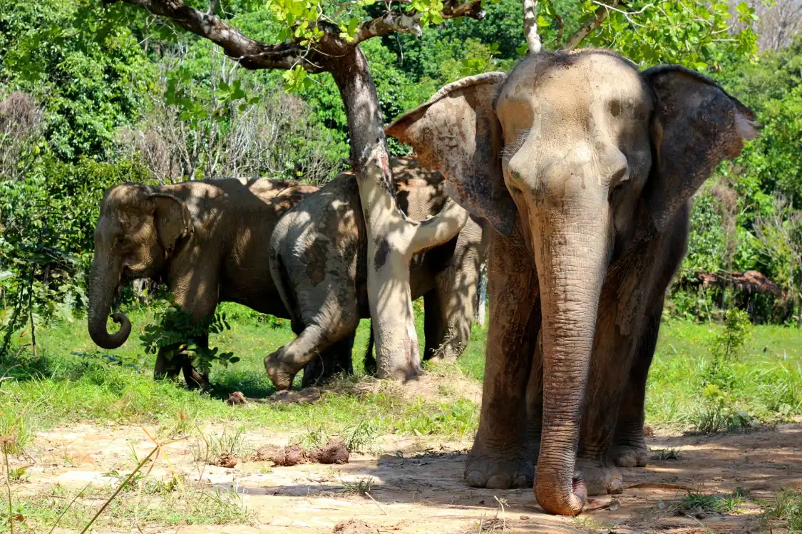 Hotel in zona Phuket Elephant Sanctuary