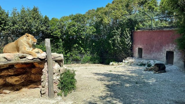 Parco Zoo Falconara Srl