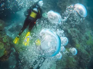 Odyssea Dive