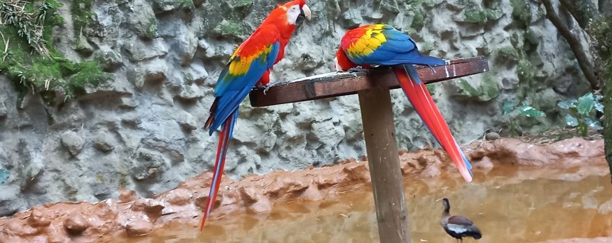 Zoológico de Cali