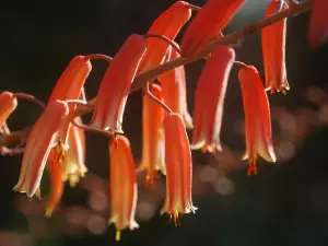 Antsokay Arboretum