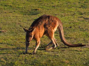 Narawntapu National Park, Parks and Wildlife Service