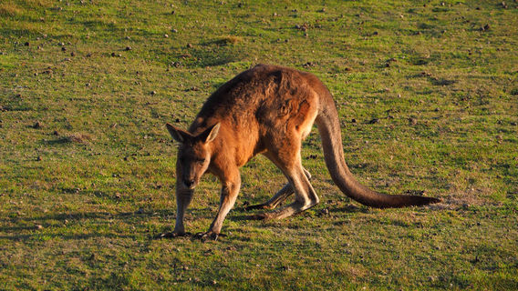 Narawntapu National Park, Parks and Wildlife Service