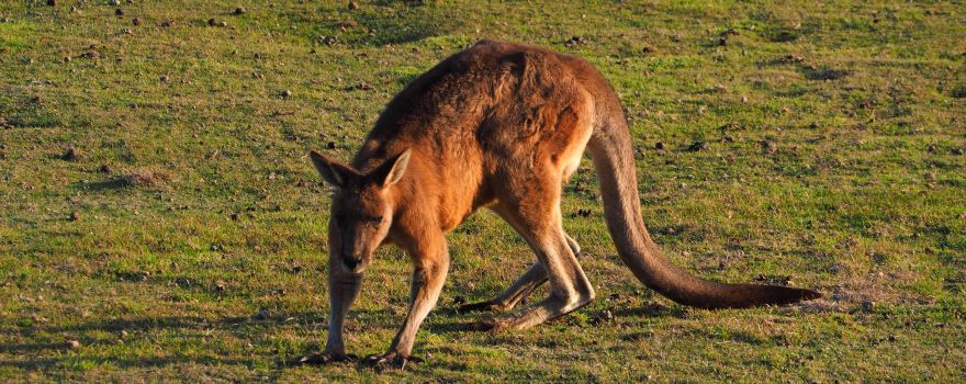 Narawntapu National Park, Parks and Wildlife Service