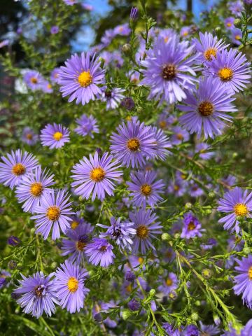 Luther Burbank Home & Gardens