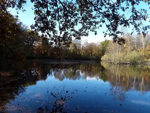 Wahner Heide