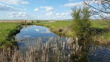 Northward Hill Nature Reserve