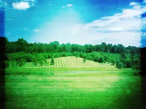 Castle Hill Cider