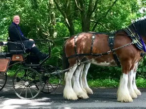 Blackstone Clydesdales & DIG-a-Day Experience