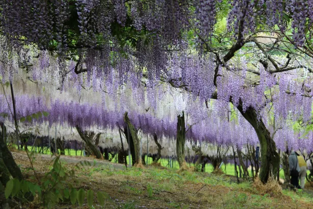 Senzai Farm