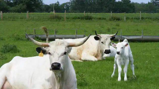 Melsop Farm Park