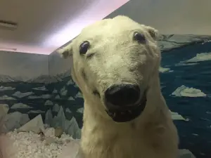 Tiksi Museum Der Schonen Kunste Und Der Lultur Der Arktis
