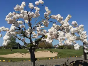 Apple Tree Golf Course