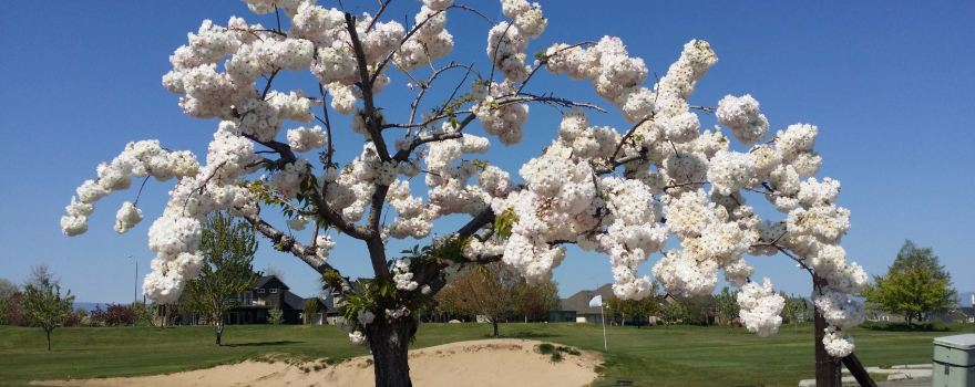 Apple Tree Golf Course