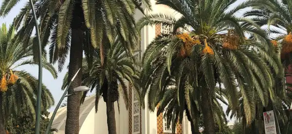 فنادق في المحمدية