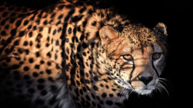 Chelyabinskiy Zoopark