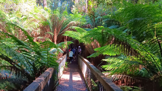 Melba Gully (Parks Victoria)