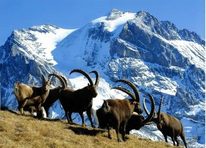 2_Station de Ski - Pralognan-la-Vanoise