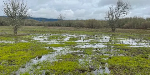 Jackson-Frazier Wetlands