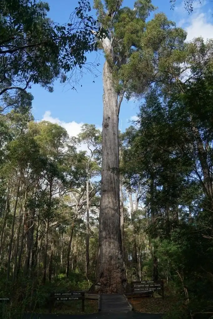 Hotels near King Jarrah Tree