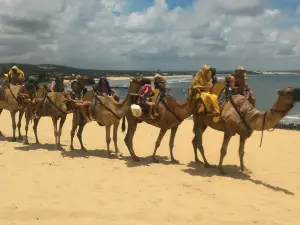 Dromedunas Turismo