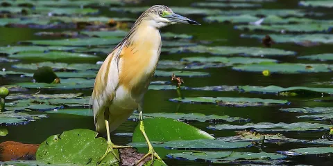 Riserva Naturale di Torrile e Trecasali