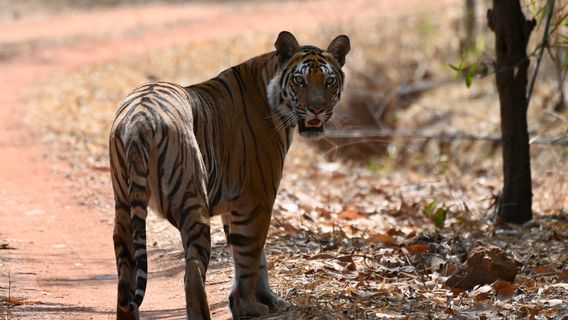 Bandhavgarh National Park