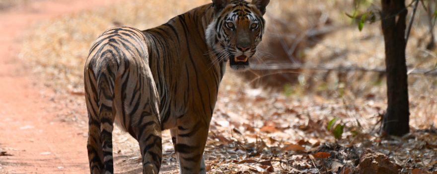 Bandhavgarh National Park