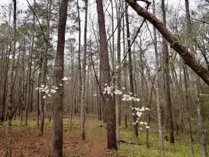 Tuskegee National Forest