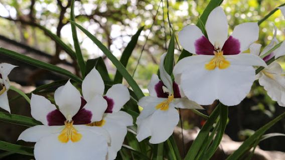 APROVACA Asociación de Productores de Orquídeas El Valle y Cabuya