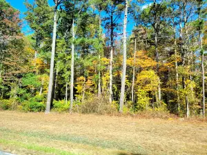 Pocomoke State Forest