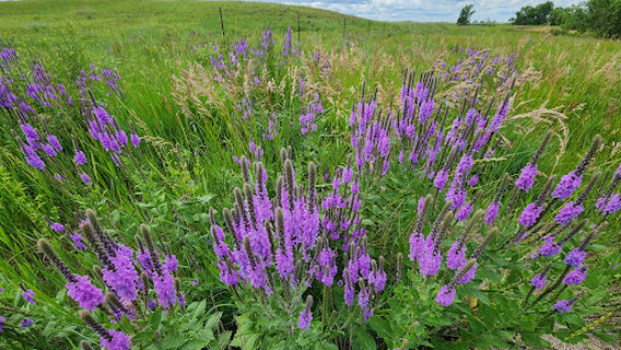 Cowboy Trail East Trailhead
