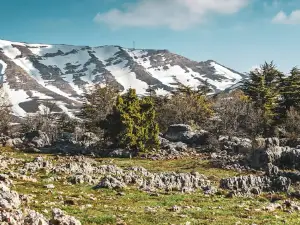 Tannourine Cedar Reserve