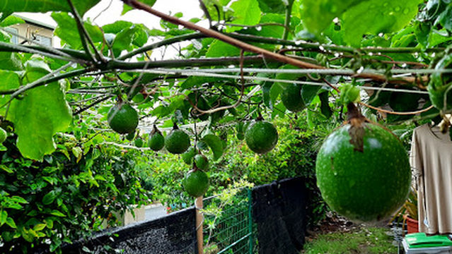 Association Les Villages de Magenta