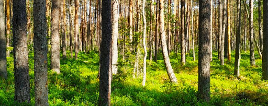 Paunküla Lõkkekoht