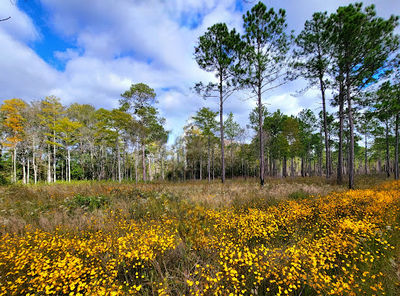 Abita Creek Flatwoods Preserve
