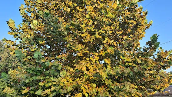 Parque Infantil Long Beach