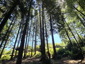 DArbre en Arbre Vassivière