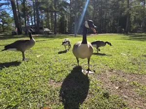 Twin Forks Park