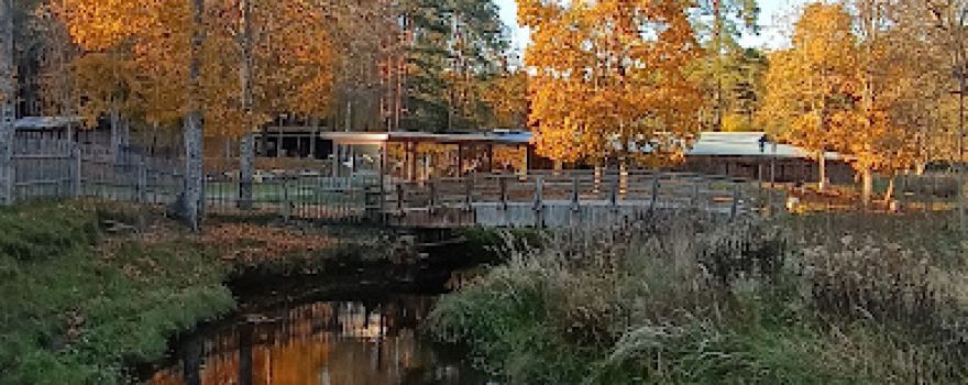 Kalju-Lava