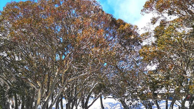 Mount Buller Mountain Bike Park