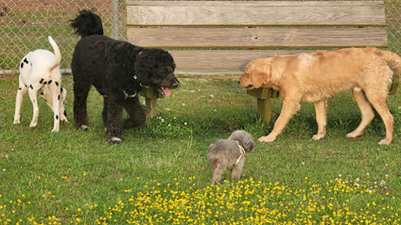 Popp’s Ferry Dog Park