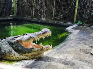 Eltoro Zoo De La Castellana