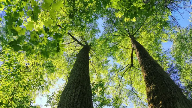 Gammelbacka Nature Trail